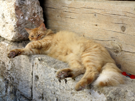 faul werden wie eine Katze.